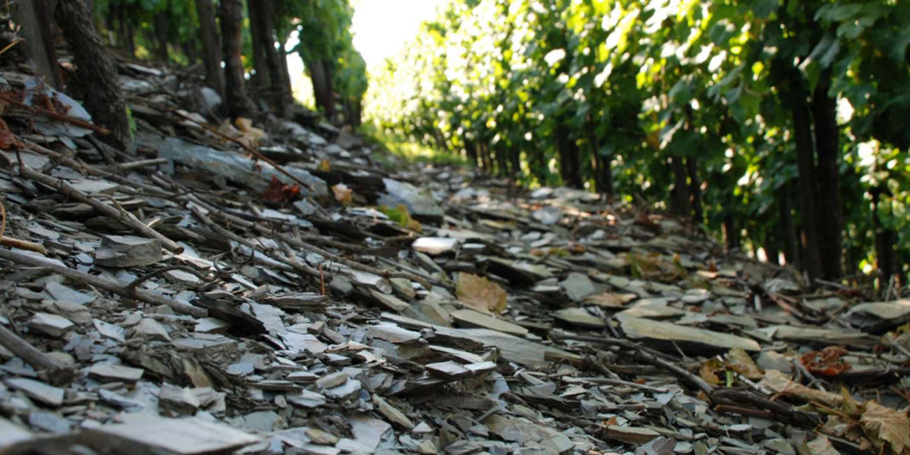 Weingut Clemens Busch Schieferlage Weingut Clemens Busch Schieferlage