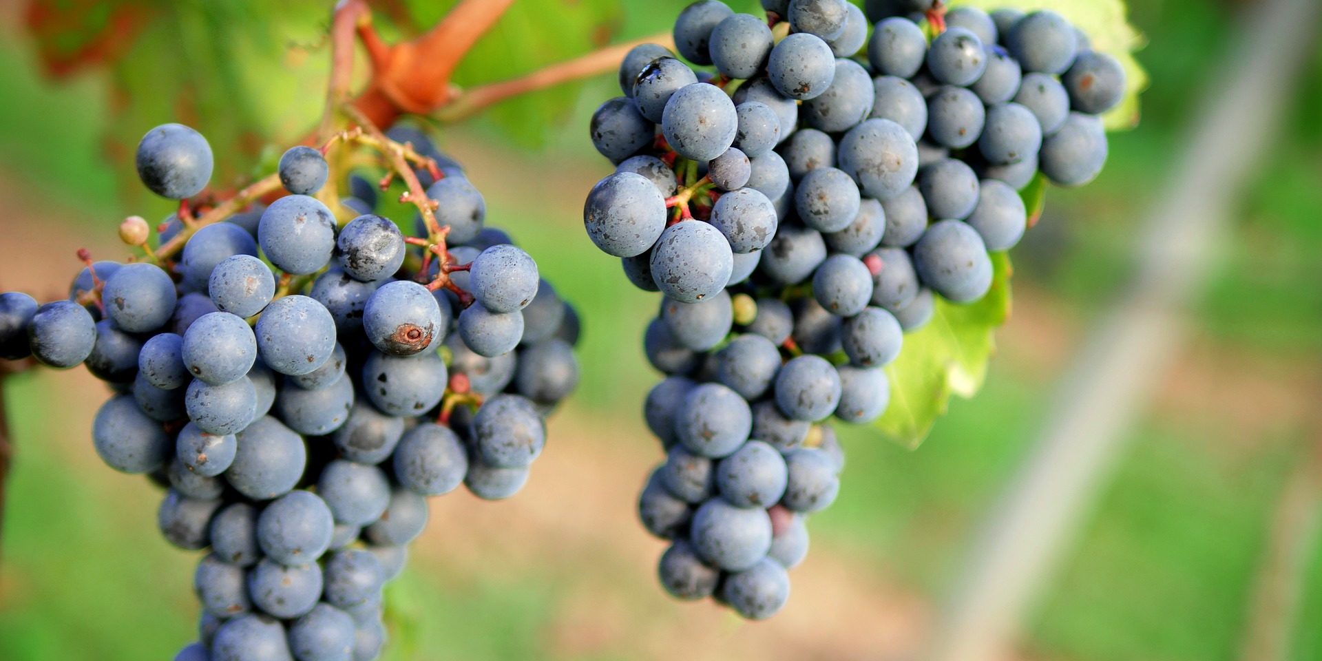 Rote Rebsorten