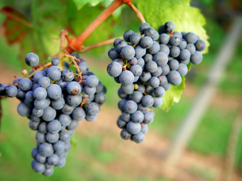Rote Rebsorten