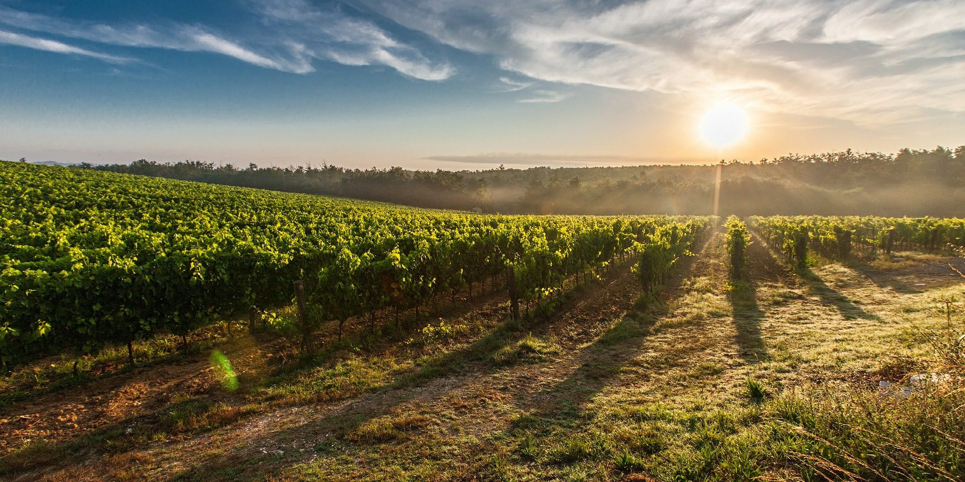 vineyard-428041_1920